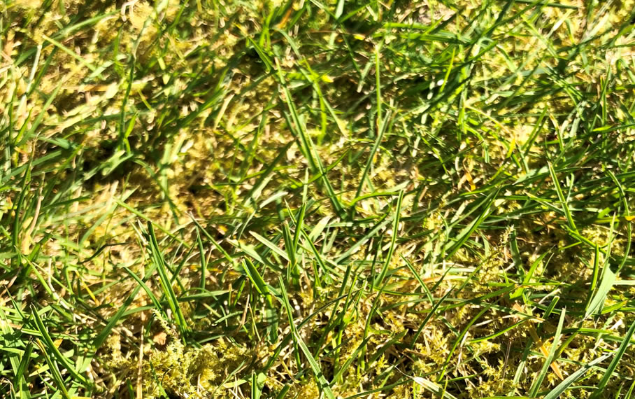 Moss grass treatment