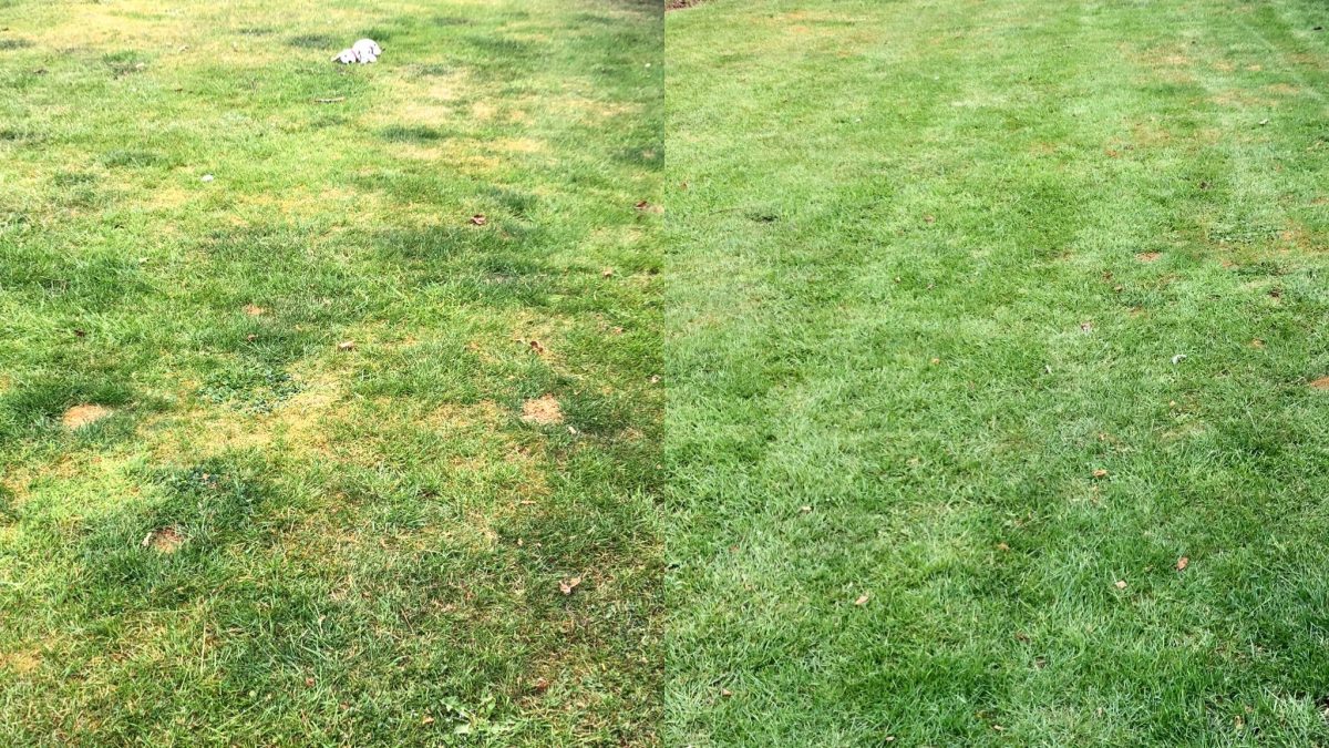 Summer Lawn care treatment