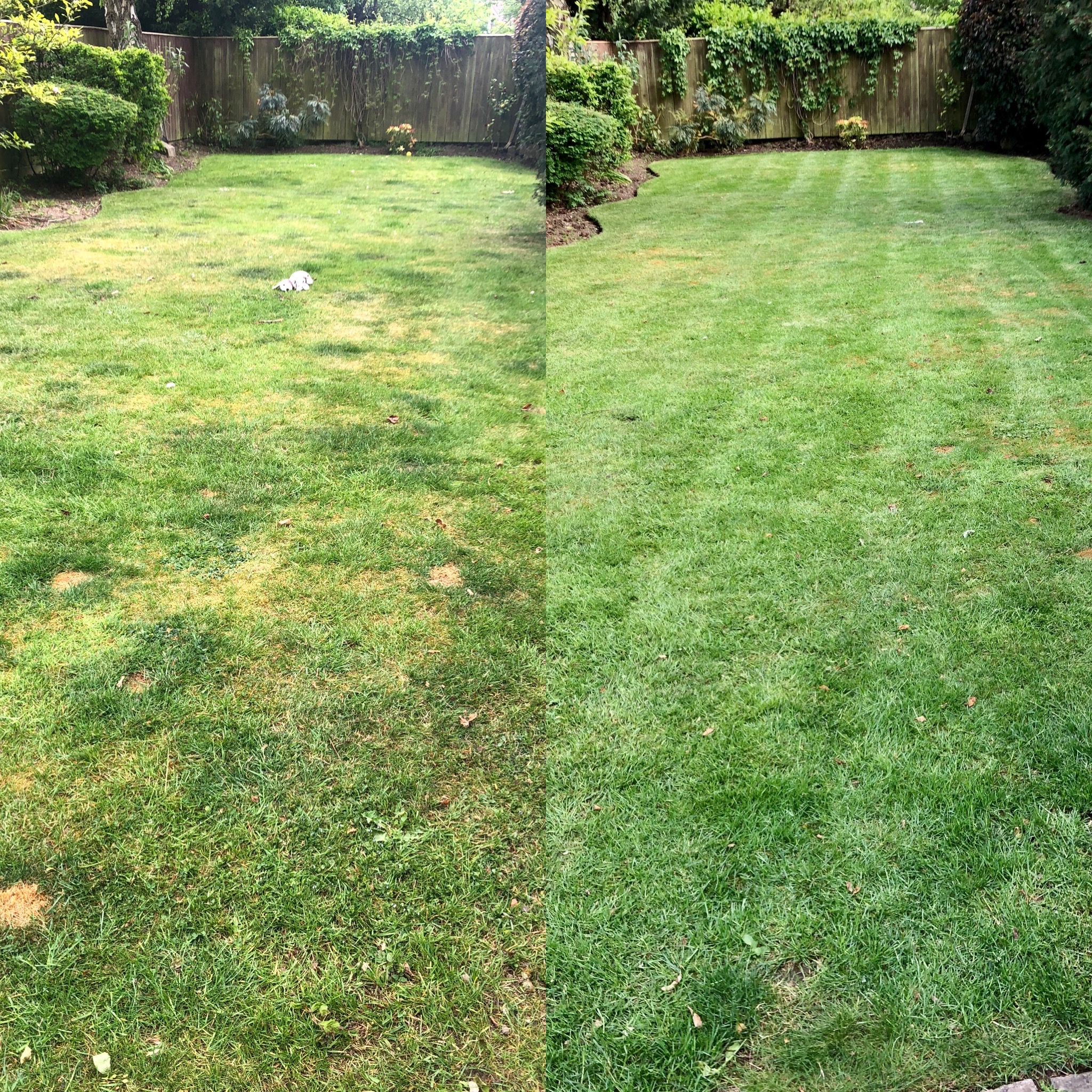 Summer Lawn care treatment