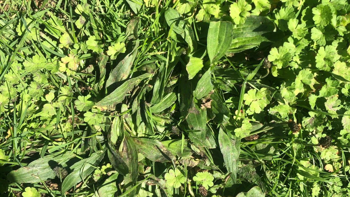 weeds in a lawn