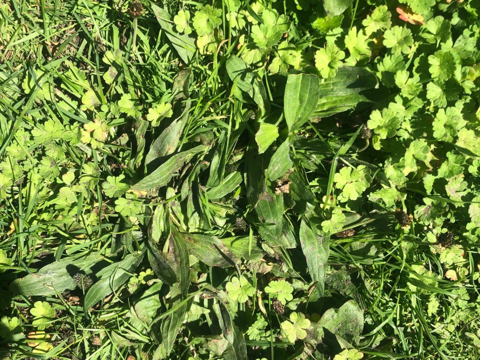 weeds in a lawn