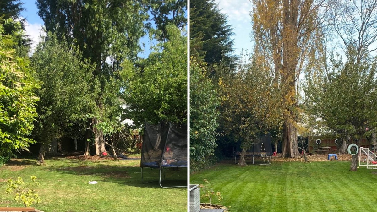 lawn transformation